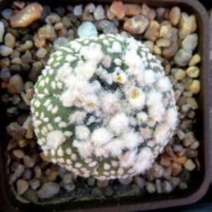 astrophytum hanazono