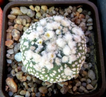 astrophytum hanazono