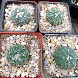 astrophytum  mix 4  растения