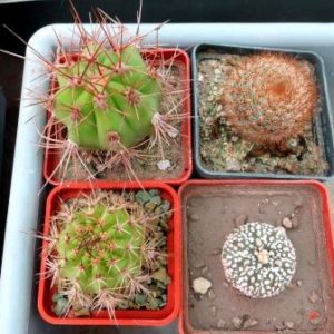 cactus mix 4  растения