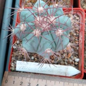 260.117 echinocactus horizonthalonius