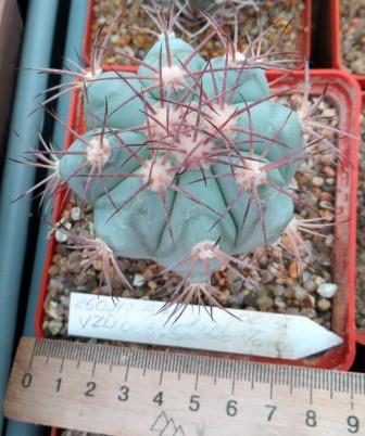 260.117 echinocactus horizonthalonius