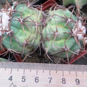 echinocactus horizonthalonius