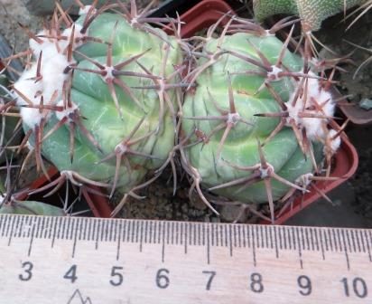 echinocactus horizonthalonius