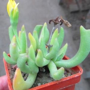 rhombophyllum nelii