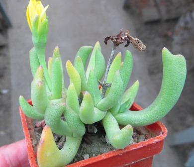 rhombophyllum nelii