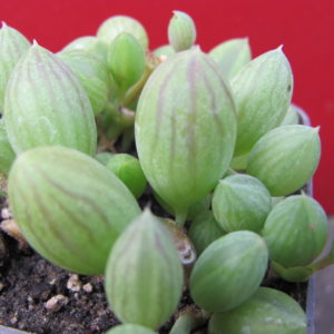 Senecio herrеianus