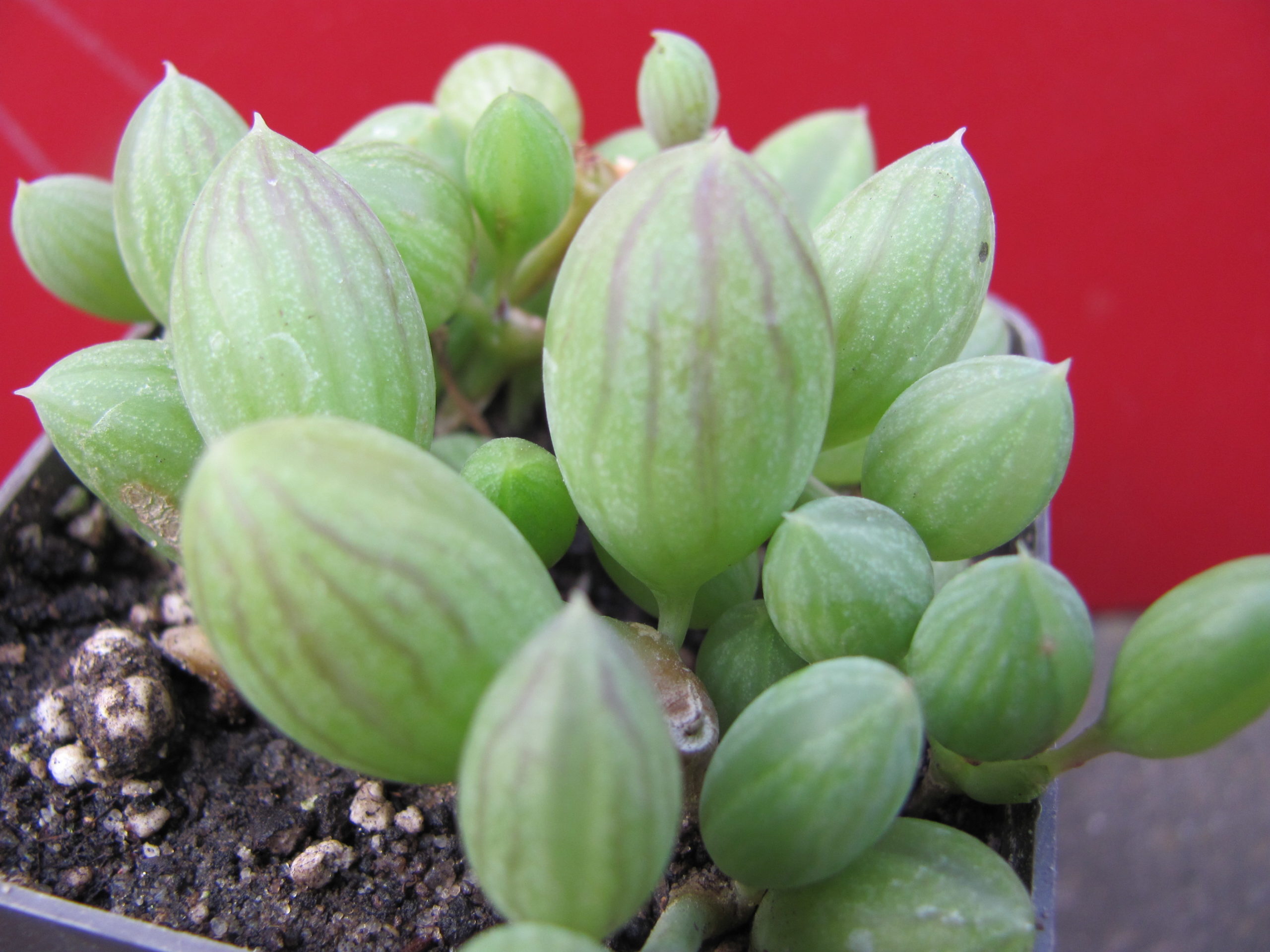 Senecio herrеianus