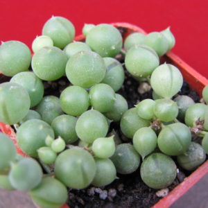 Senecio    rowleyanus