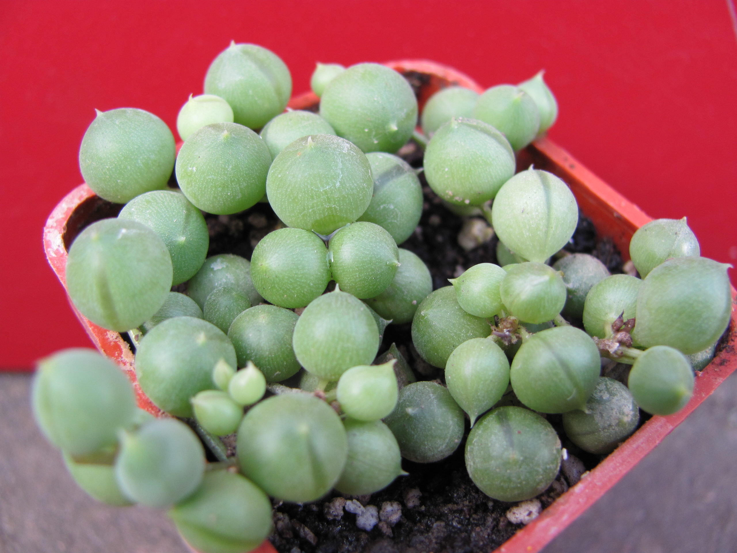 Senecio    rowleyanus