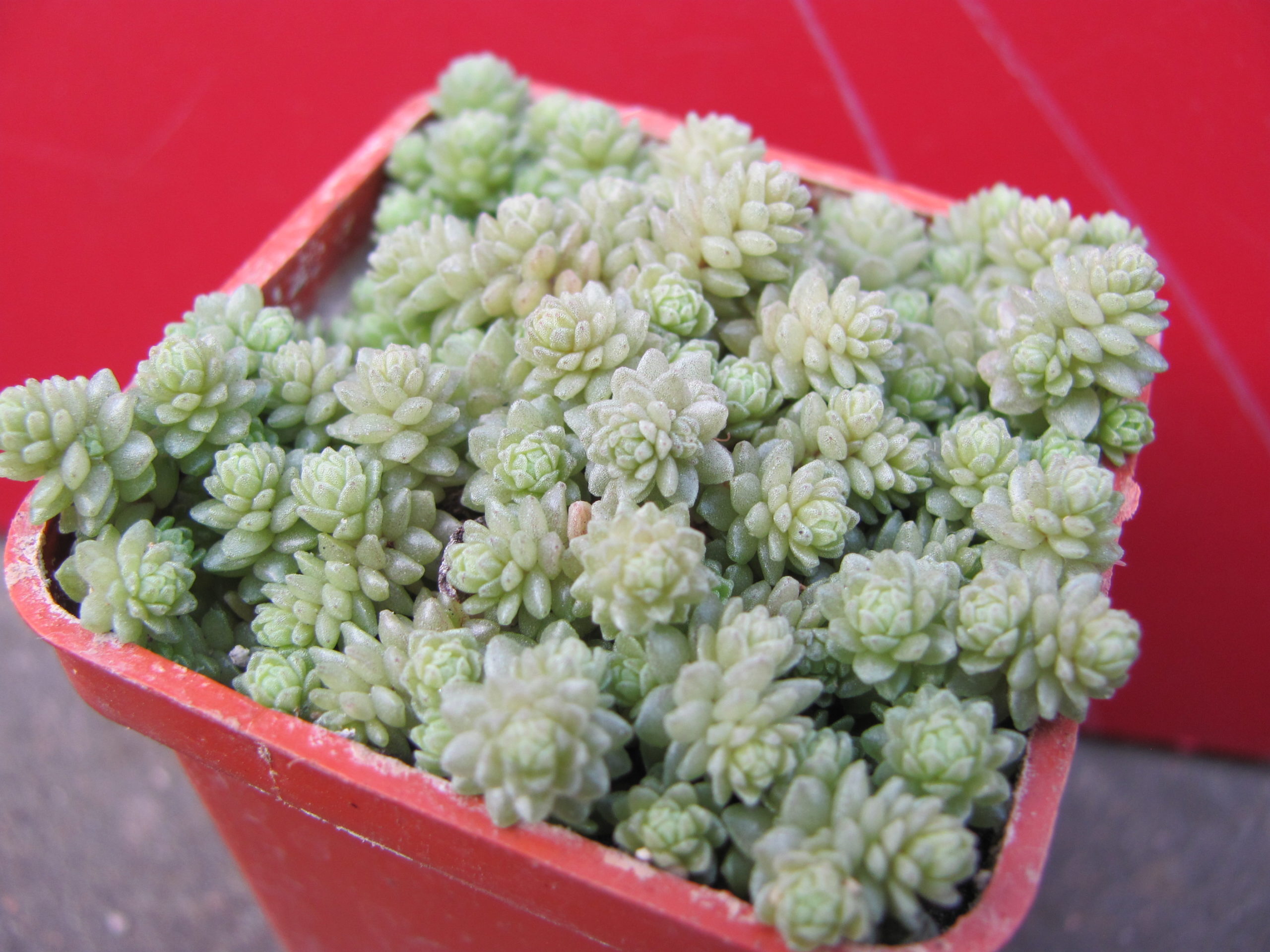Sedum  compactum