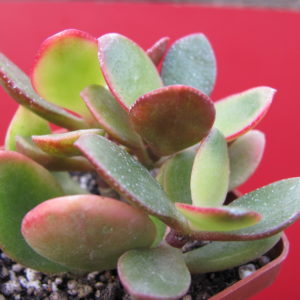 Crassula   Hummels  Sunset    F2