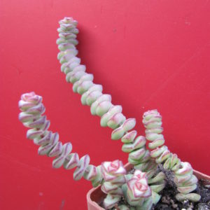 Crassula   marnieriana