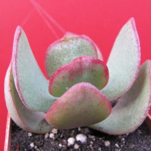Crassula  arborescens  *Silver  Dollar*
