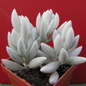 Senecio  haworthioides     3  вместе