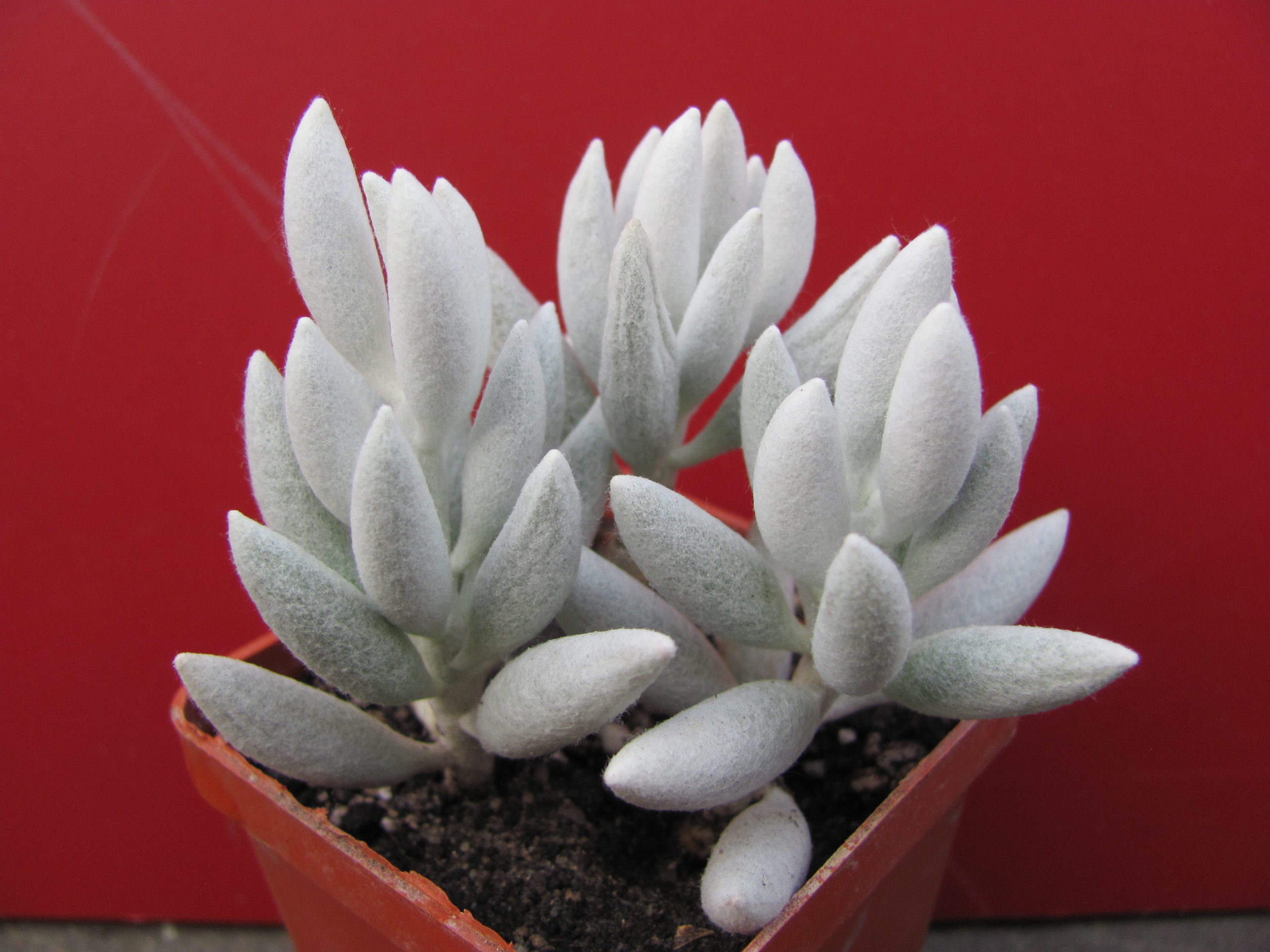 Senecio  haworthioides     3  вместе