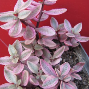 Crassula   volkensii  variegata