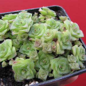 Crassula   socialis