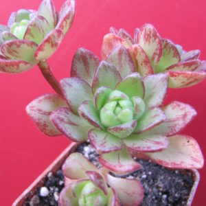 Aeonium   sedifolium   hybr.