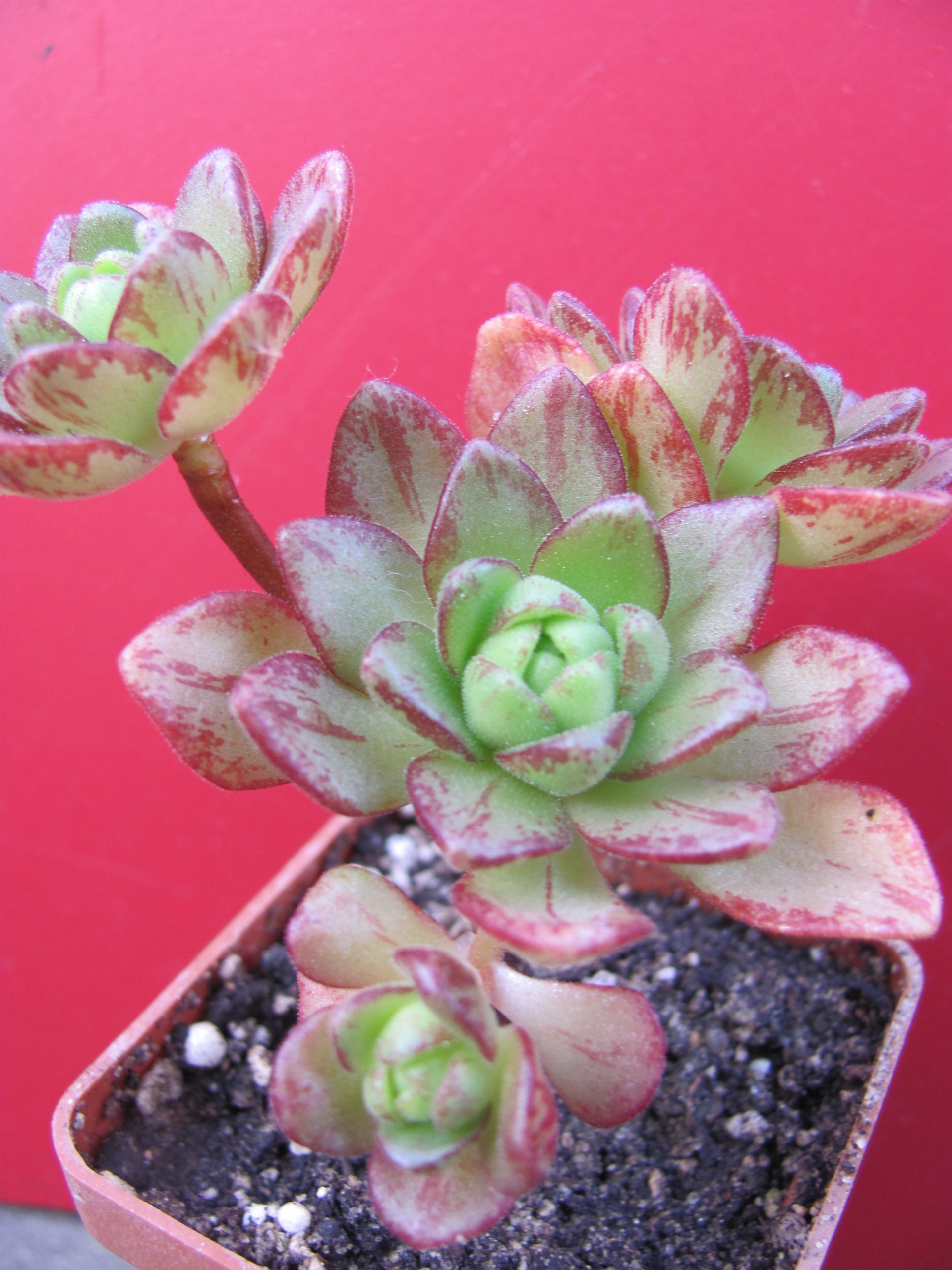 Aeonium sedifolium hybr.