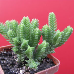 Crassula   purpusii
