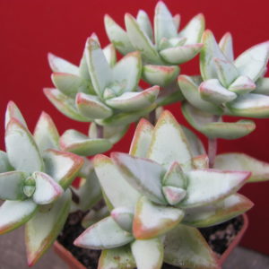 Crassula   perforata