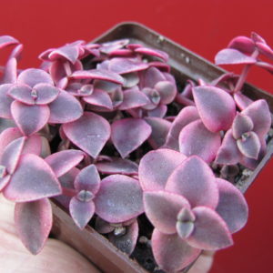 Crassula  pellucida  variegata