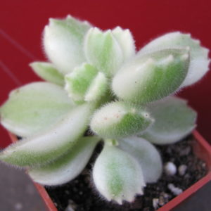 Cotyledon tomentosa  variegata