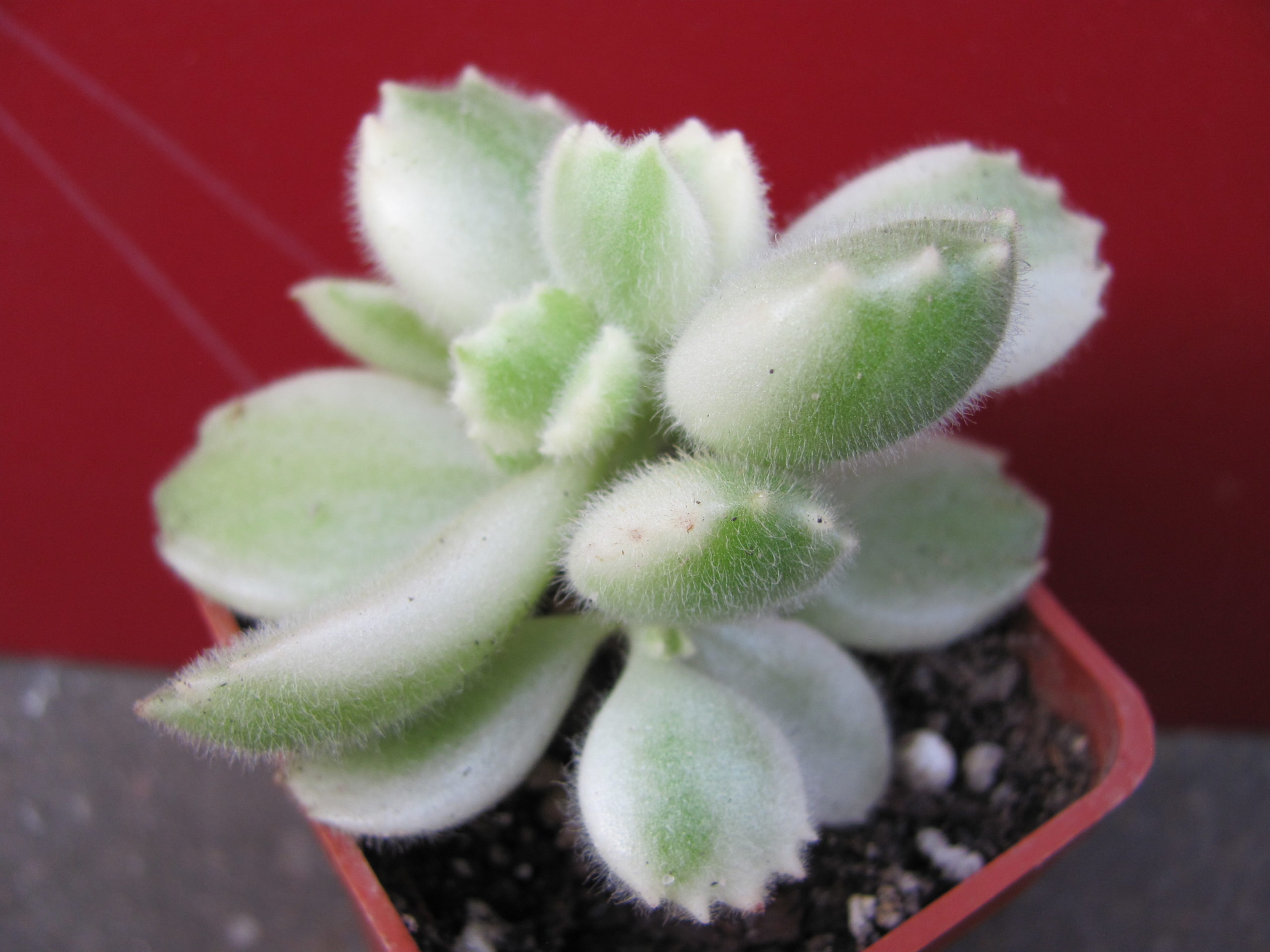 Cotyledon tomentosa  variegata