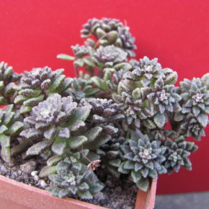Monanthes   subcrassicaulis
