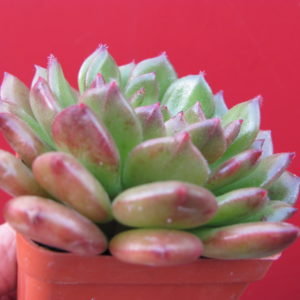 Echeveria   *Fantasia Carol*