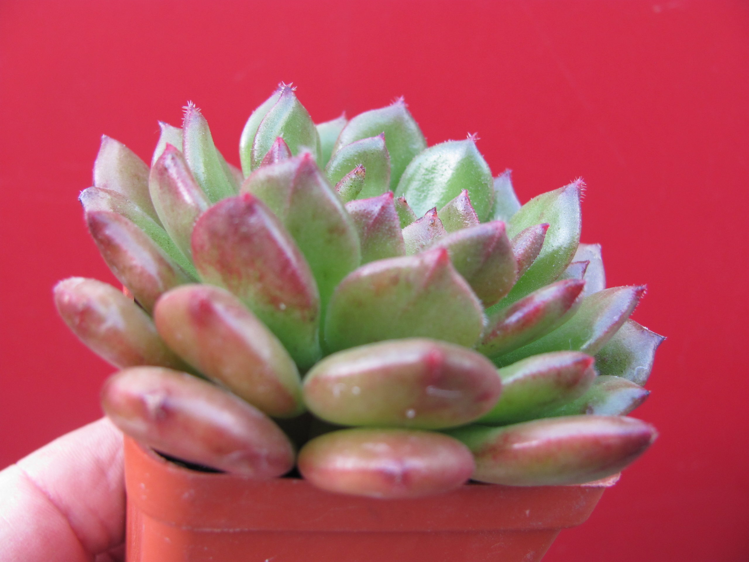 Echeveria   *Fantasia Carol*