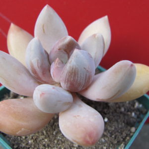 Pachyveria  fittkaui