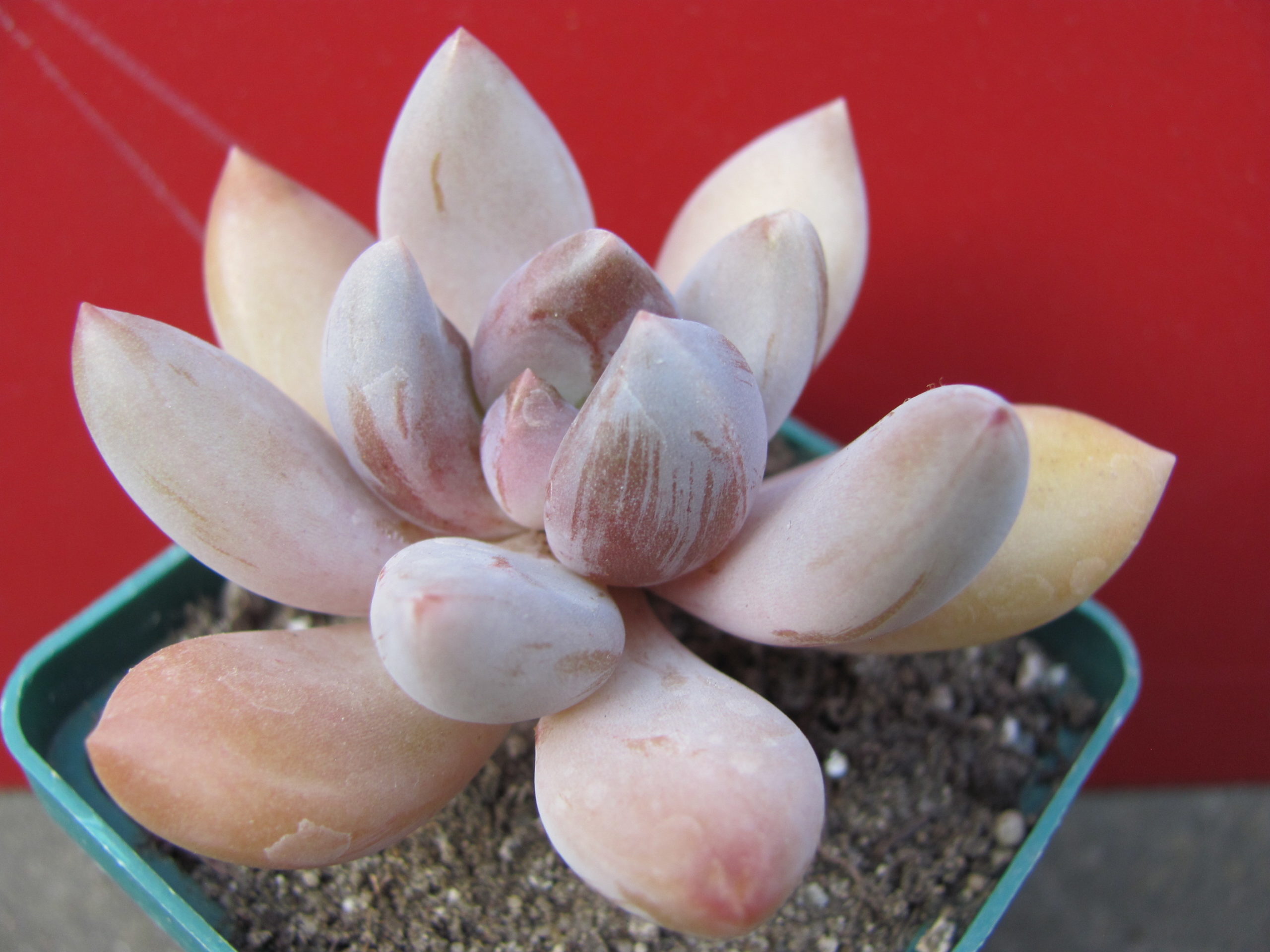 Pachyveria  fittkaui