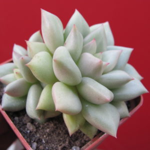 Echeveria    Van  Keppel