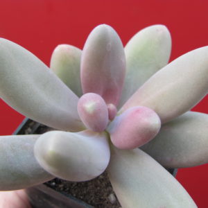 Pachyphytum   *Capitan  Jessop*