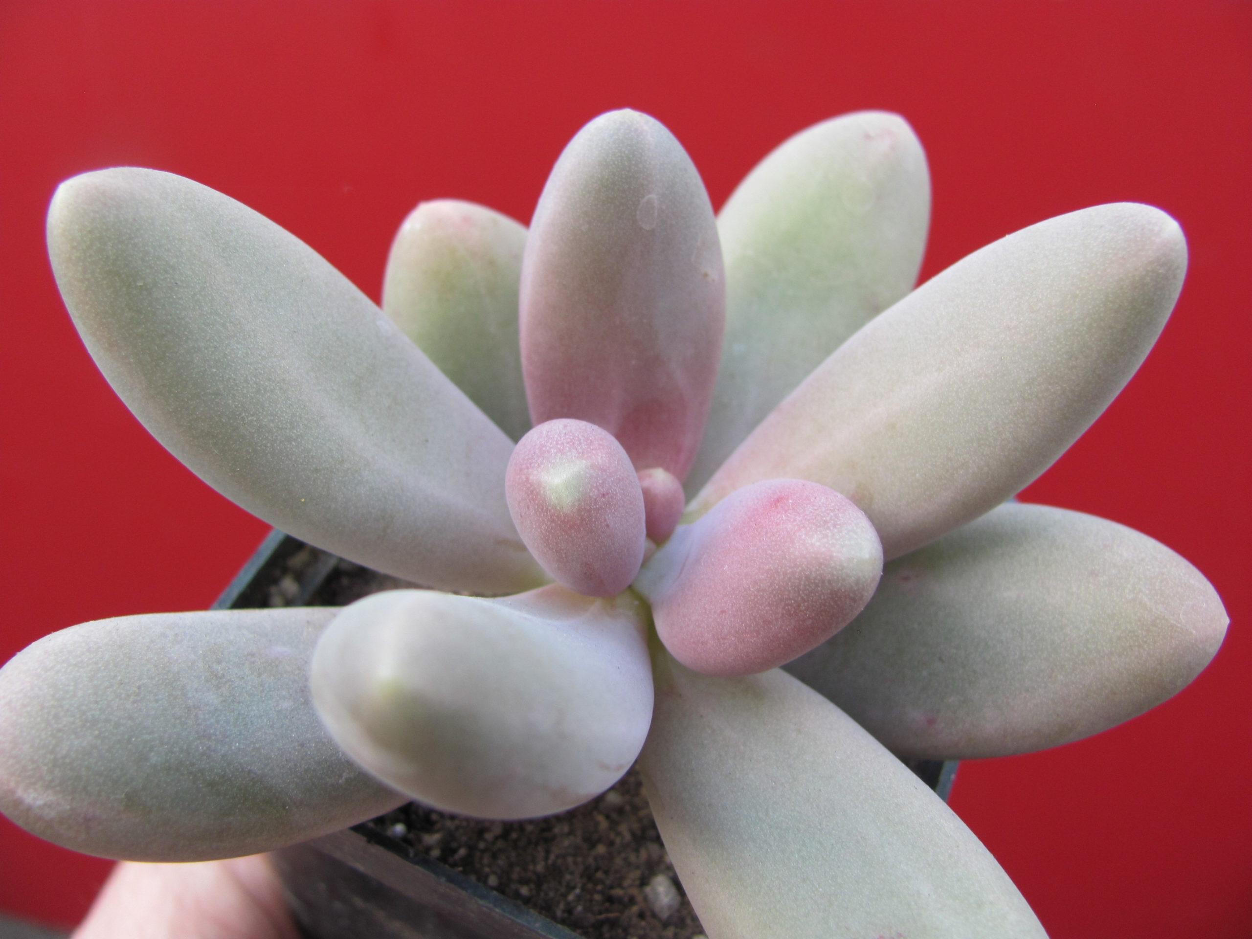Pachyphytum   *Capitan  Jessop*