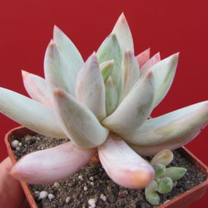 Pachyveria    cooperi