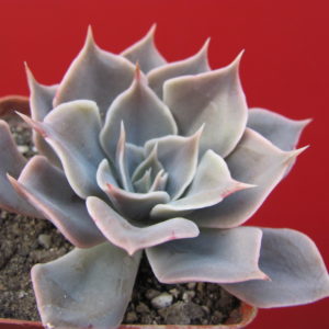 Echeveria   *Linda  Jean*