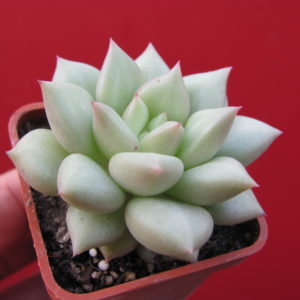 Echeveria    Van  Keppel