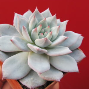 Echeveria    Blue  Bird