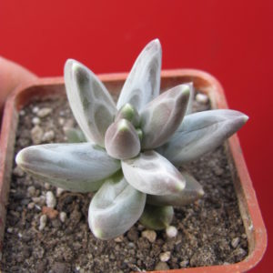 Pachyphytum   compactum  *Purple  Diamond*