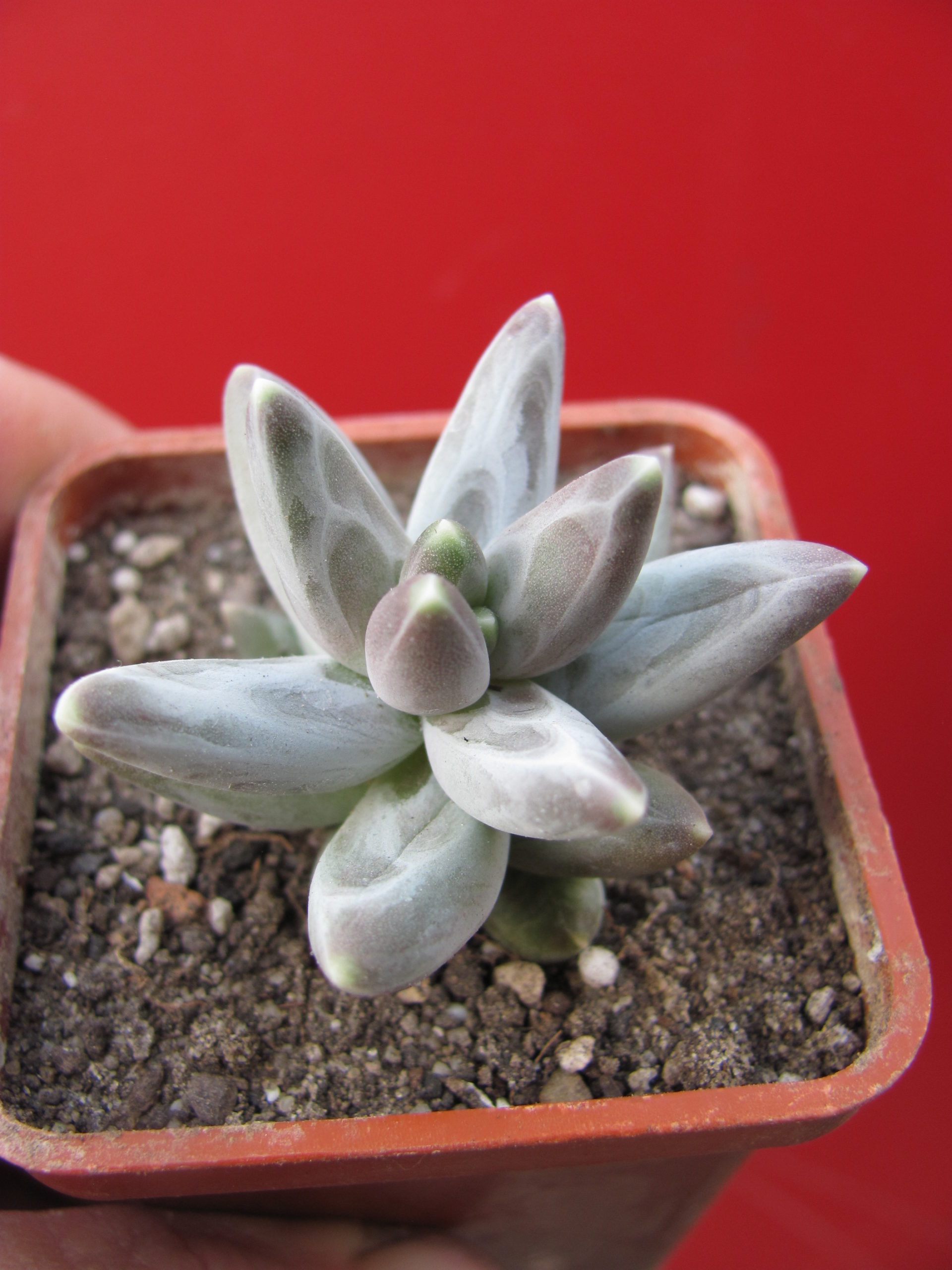 Pachyphytum   compactum  *Purple  Diamond*