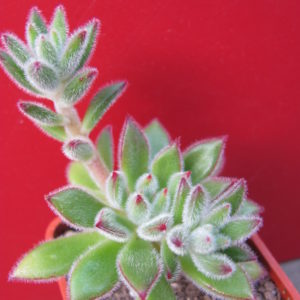 Echeveria    Set  Oliver