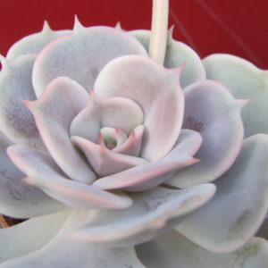 Echeveria    lilacina x Debbie