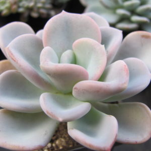 Echeveria   Orpet