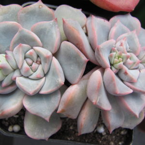 Echeveria    hybr.    #29     ( hybrsd   Lipskiy )