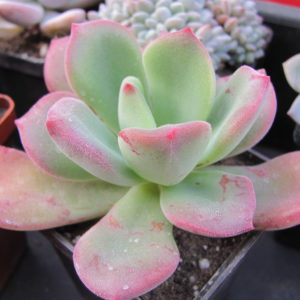 Echeveria   pulvinata  Ruby    hybr.