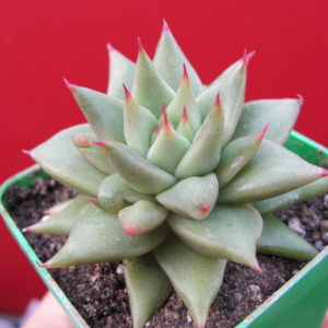 Echeveria  agavoides   Aguamarin