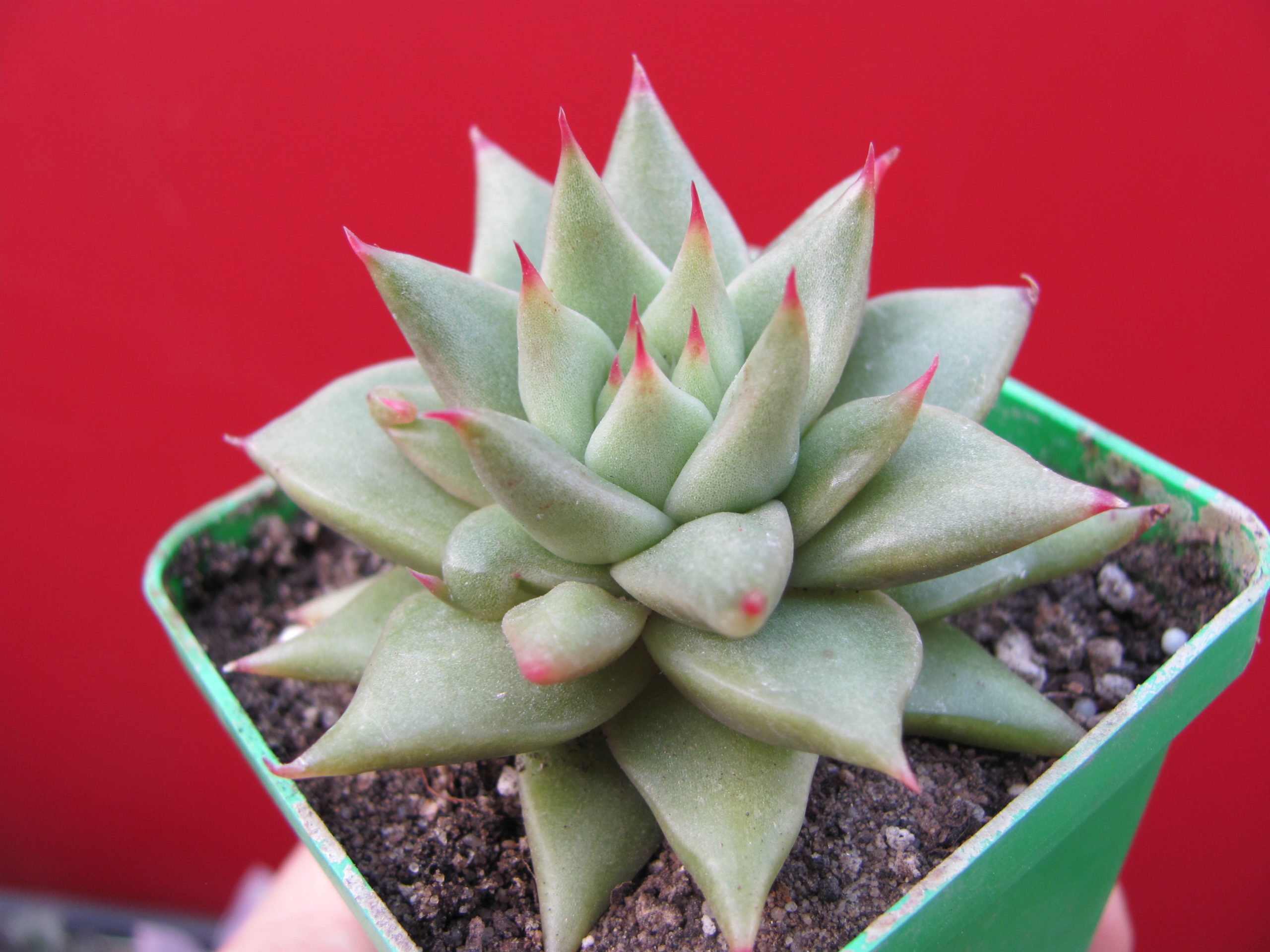 Echeveria  agavoides   Aguamarin